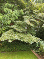 Japanse grootbloemige kornoelje - Cornus kousa var. chinensis