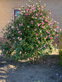 Roze bloeiende camellia struik