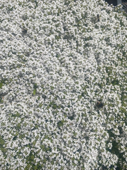 Rijke bloei van de thymus albiflorus begin juni