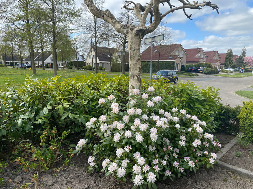 Klant foto rhododendron