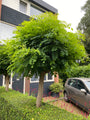 Robinia tuinplanten bolvorm boom