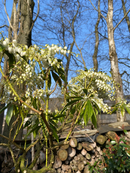 Pieris Jopanica Debutante net uitgebloeid