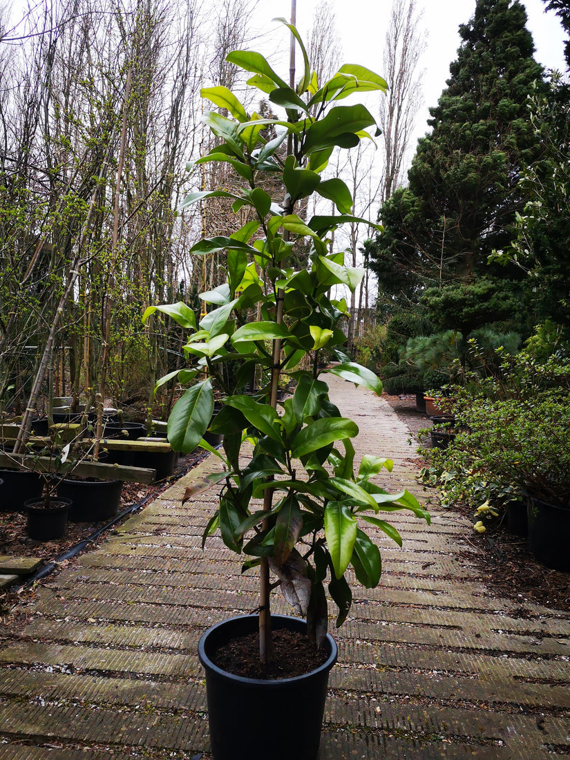 Online magnolia bomen kopen doet u bij Yarinde.nl