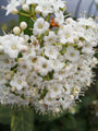 bloem viburnum tinus