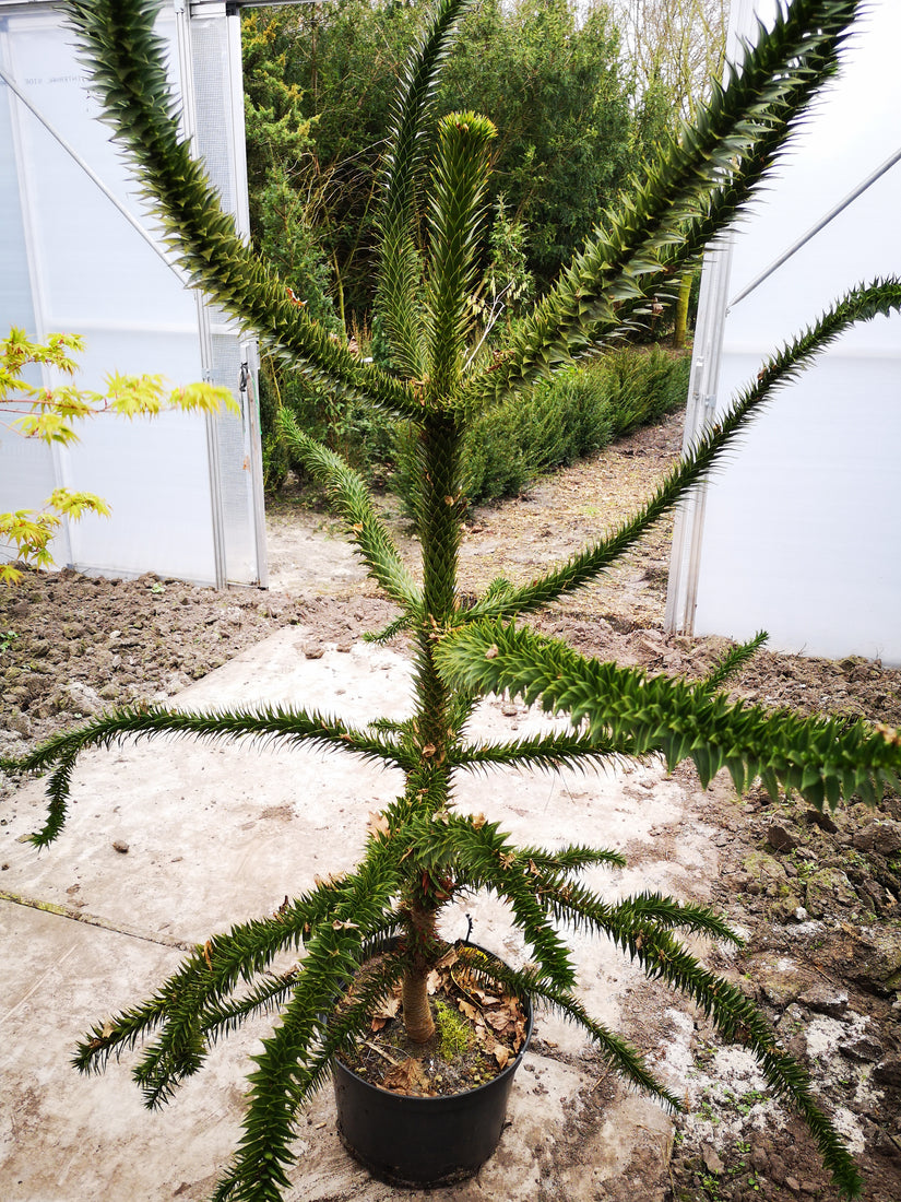 Slangenden - Araucaria araucana