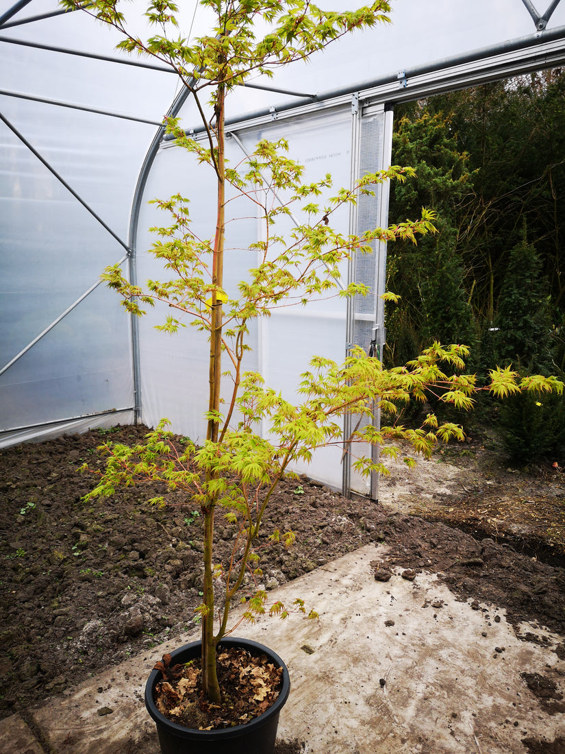 Japanse Esdoorn - Heester / compacte boom