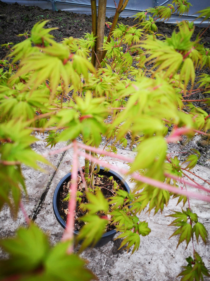 Acer japonicum 'Aconitifolium' - Diep ingesneden blad
