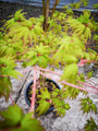 Acer japonicum 'Aconitifolium' - Diep ingesneden blad