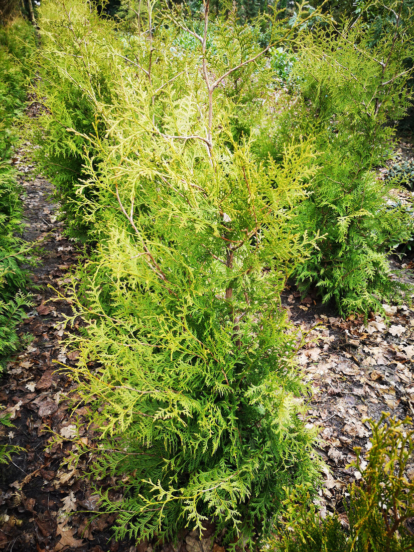 Thuja haag uit de volle grond kwekers kwaliteit hagen