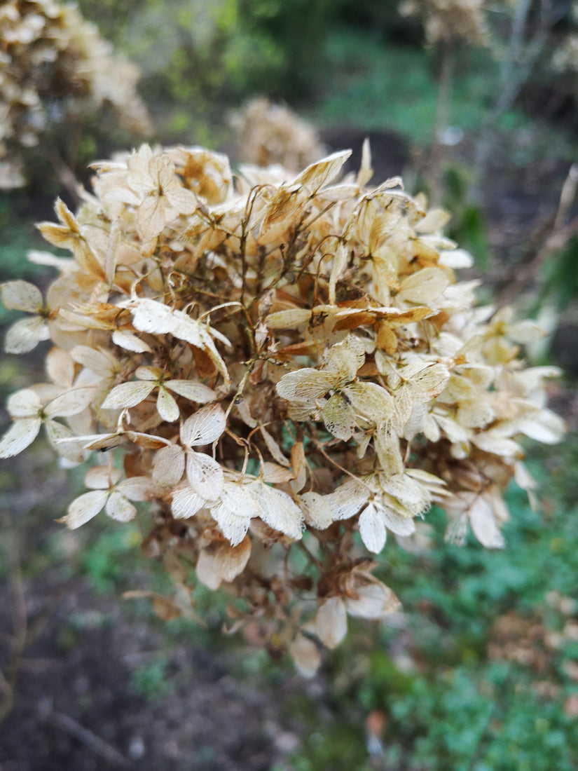 winterbeeld hortensia