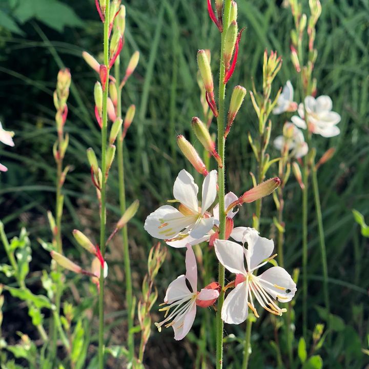 Gaura tuinplanten