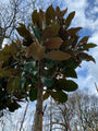 Beverboom - Magnolia grandiflora als hoogstam