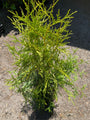 Thuja haag levensboom