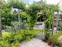 Blauwe druif pergola plant - klantfoto