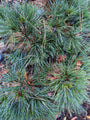 Dwergweymouthsden - Pinus strobus 'minima'