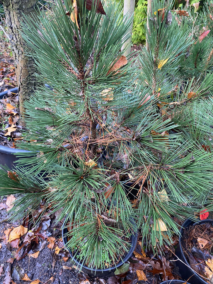 Bosniche pijnboom - pinus heldreichii malinki