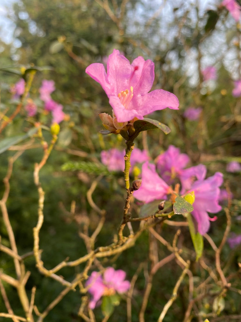 vroegbloeiende rhododendron