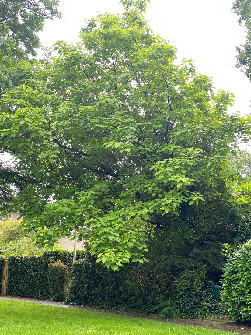 Catalpa trompetboom