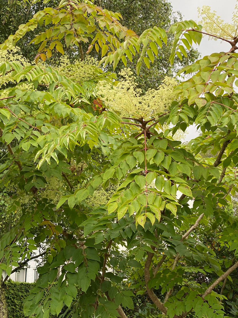 Bloei Duivelswandelstok - Aralia Elata