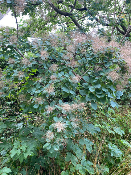 pruikenboom groen blad