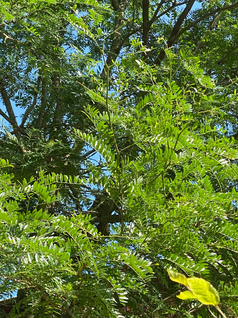 Gleditsia Gele valse Christusdoorn