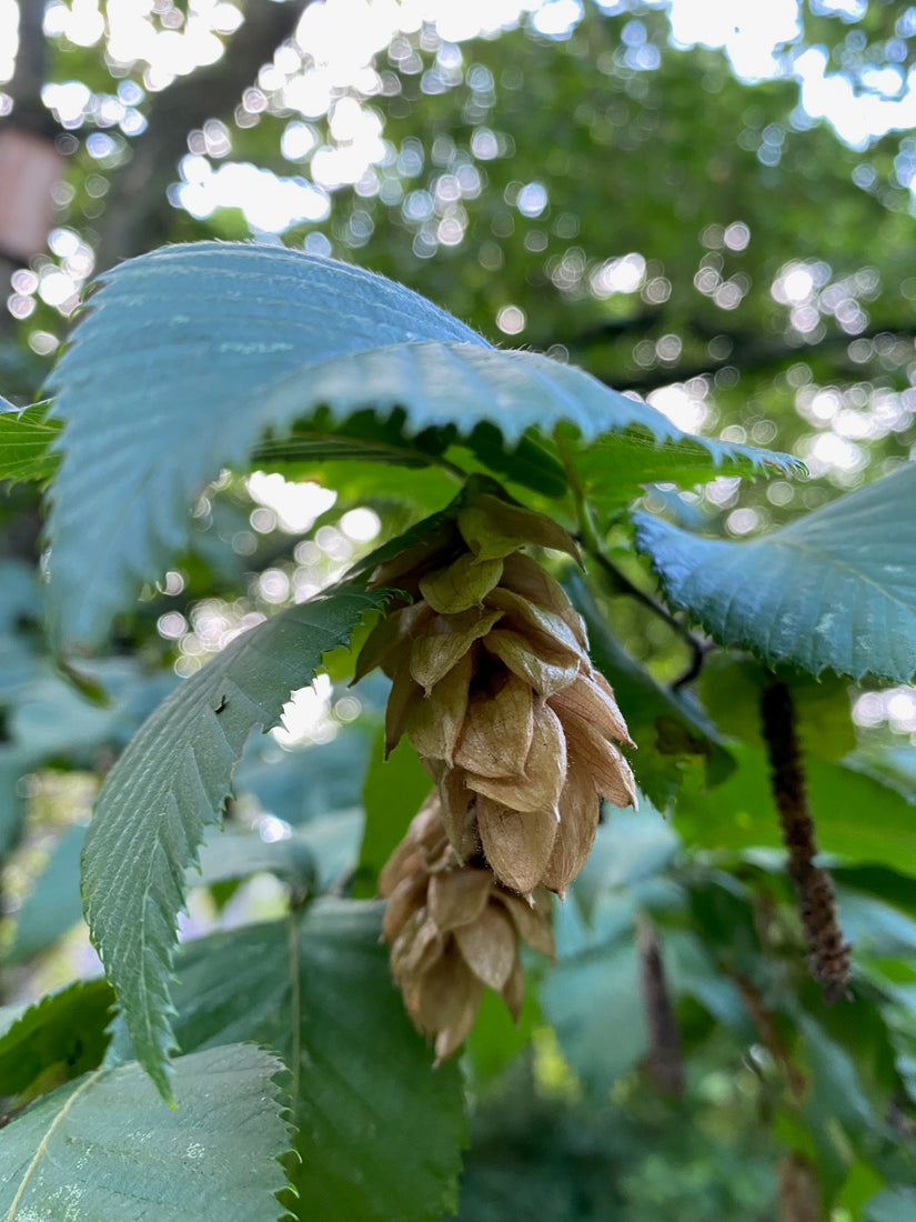 Fraaie vruchten Europese Hopbeuk