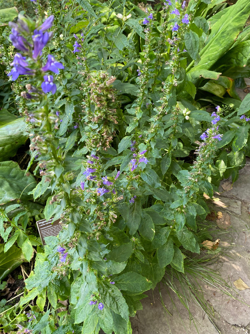 Virginische Lobelia - Lobelia siphilitica