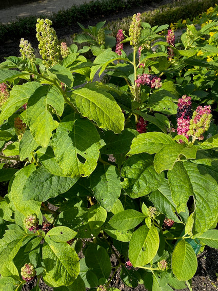 Indische karmozijnbes 'Phytolacca acinosa'