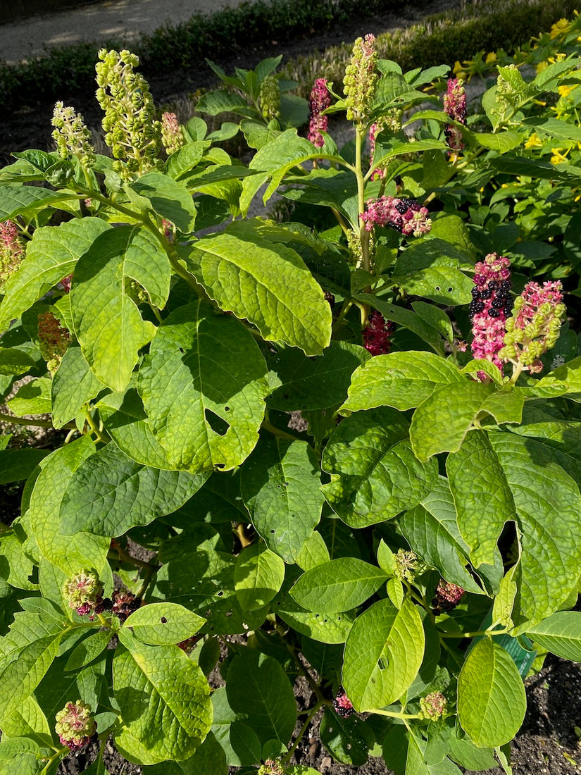 Indische karmozijnbes 'Phytolacca acinosa'