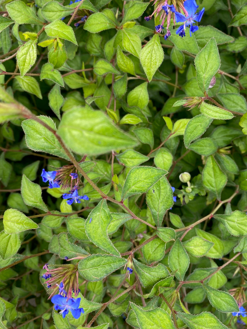 Loodkruid Ceratostigma willmottianum plant