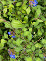 Loodkruid Ceratostigma willmottianum plant