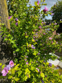 Heemstroos - Hibiscus syriacus 'Woodbridge'