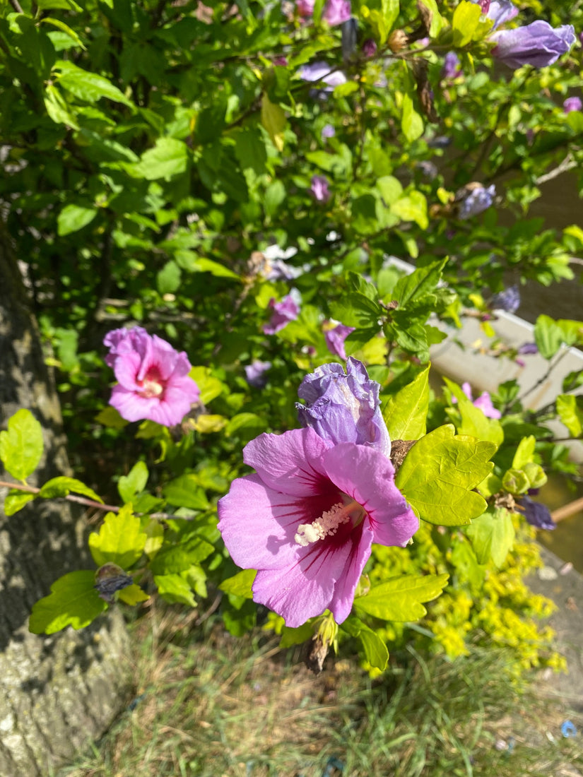 hibiscus