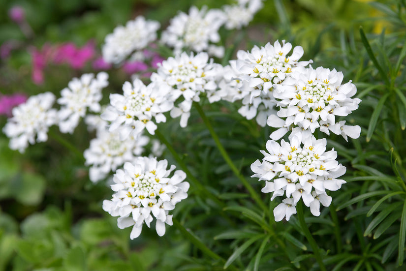 Scheefkelk - Iberis sempervirens 'Dick Self'