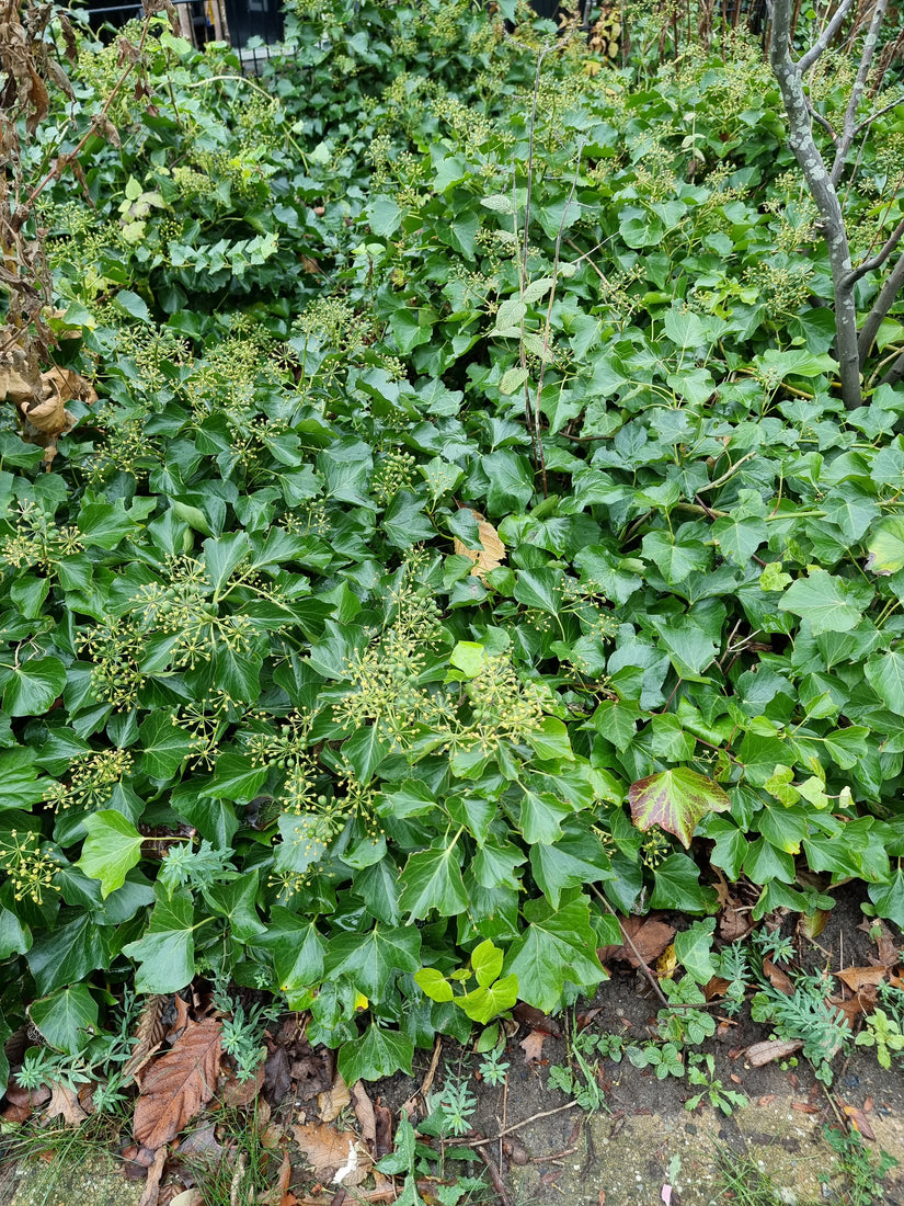 Ierse klimop - Hedera hibernica als bodembedekker