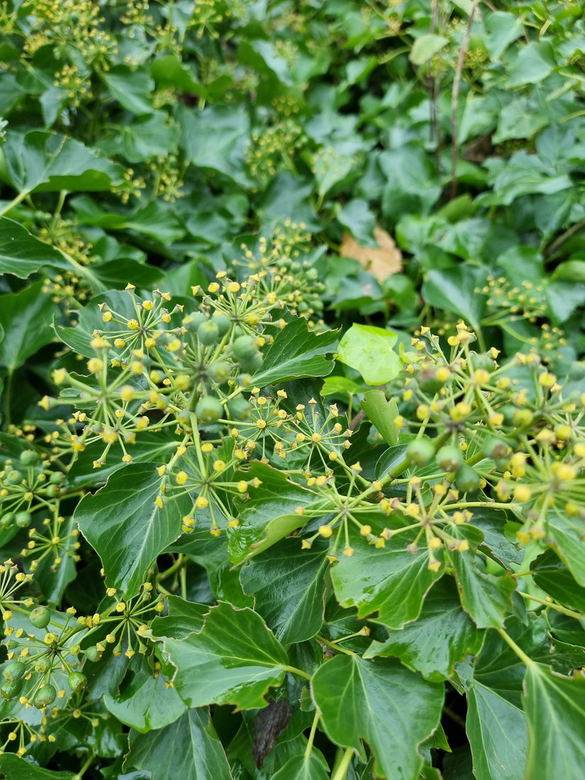 Ierse klimop - Hedera hibernica bloei (najaar)