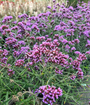 IJzerhard - Verbena Bonariensis