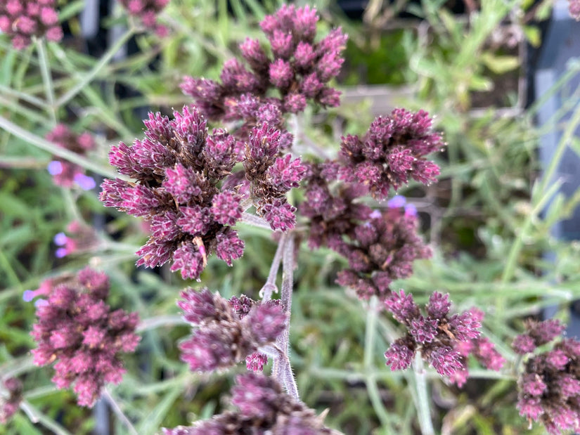 IJzerhard - Verbena bonariensis 'Lollipop' (foto oktober)