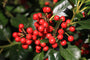 Ilex-Nellie-R-Stevens-blad-en-bessen.jpg