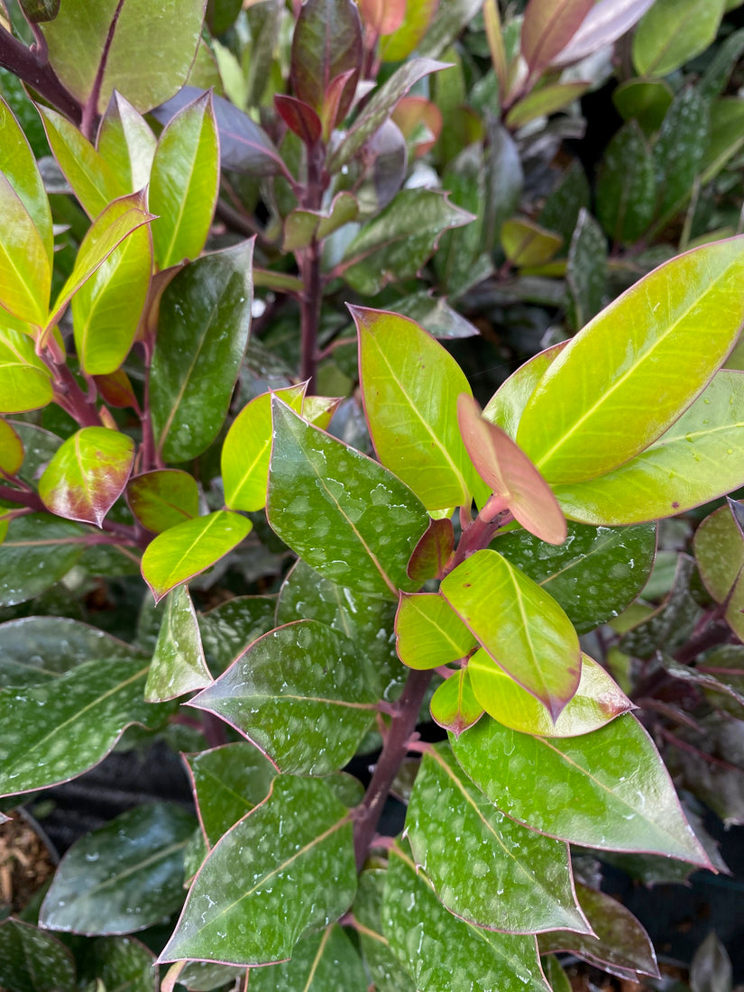 Blad Ilex altaclerensis 'Camelliifolia'