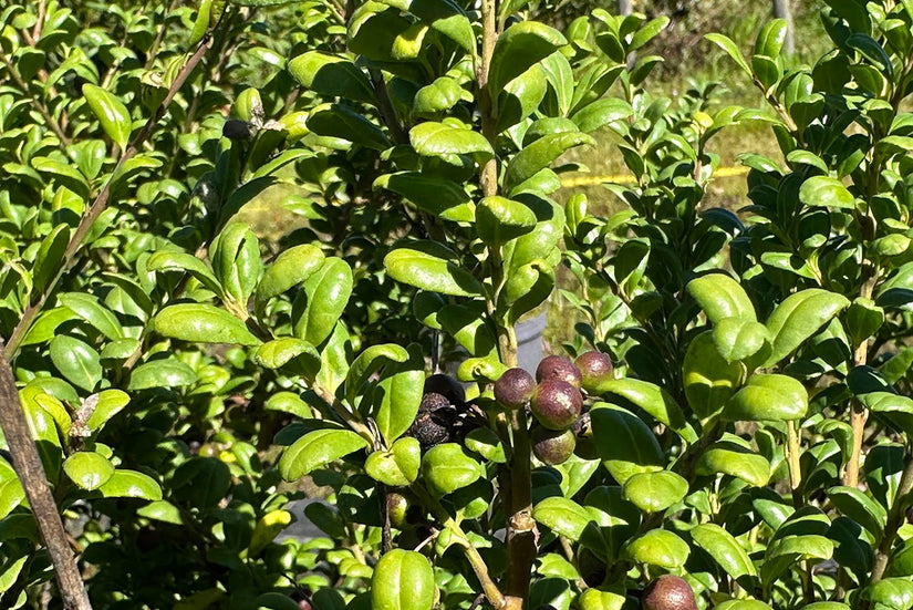 Besjes Japanse hulst - Ilex crenata 'Convexa'