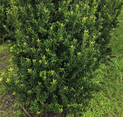 Ilex maximowicziana bladkleur vormen border