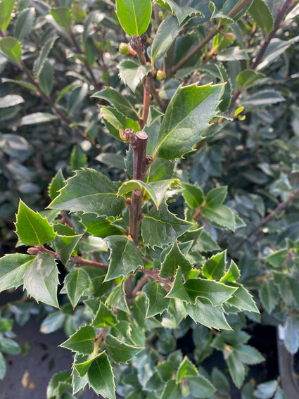 Amerikaanse Hulst - Ilex meserveae 'Heckenpracht'