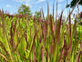 Japans bloedgras - Imperata cylindrica 'Red Baron'