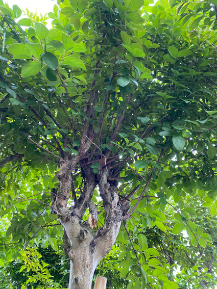 Indische Sering - Lagerstroemia indica