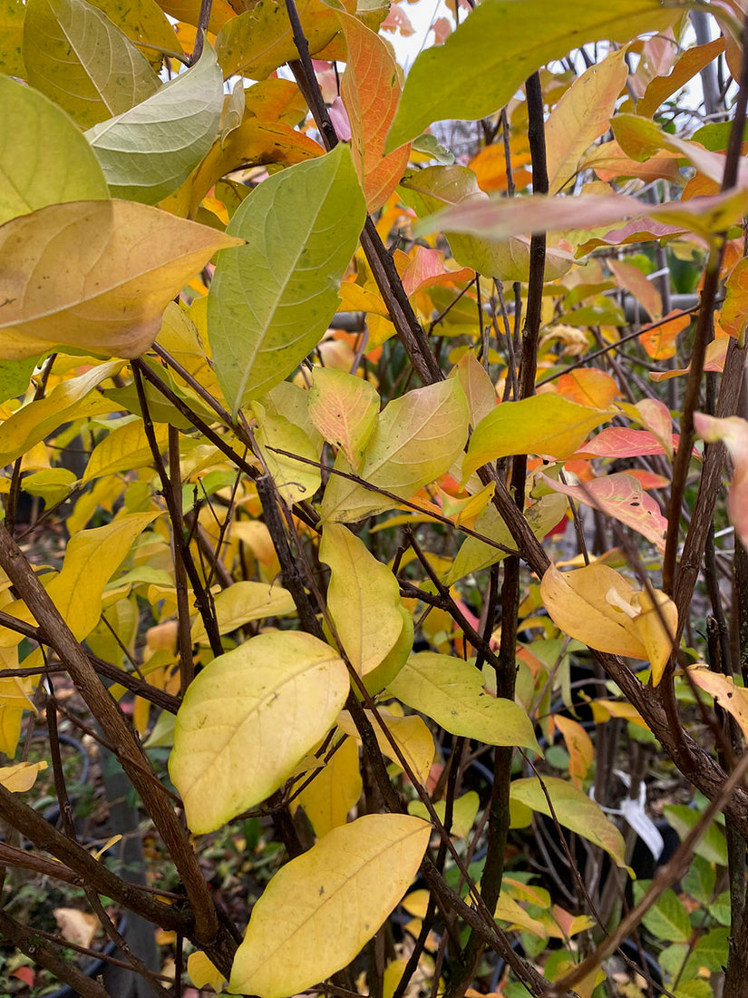 Indische sering - Lagerstroemia 'Natchez' (November)