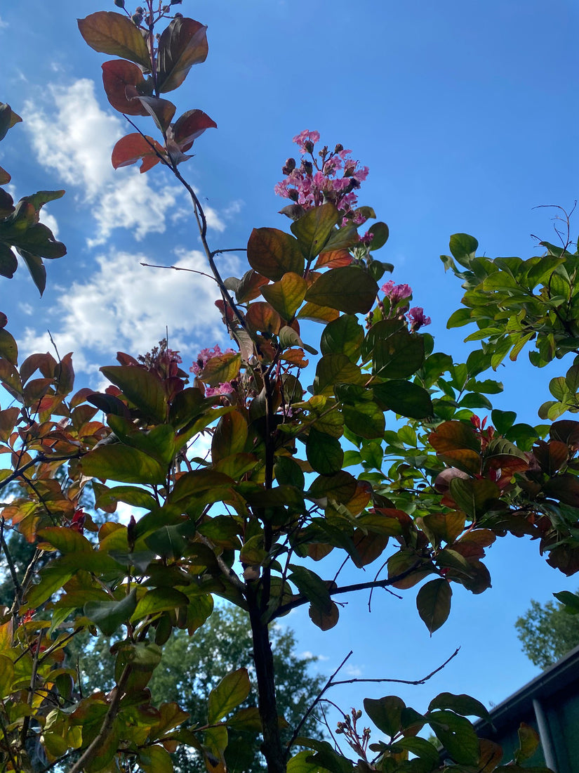 Indische sering - Lagerstroemia indica 'Rhapsody in Pink' 