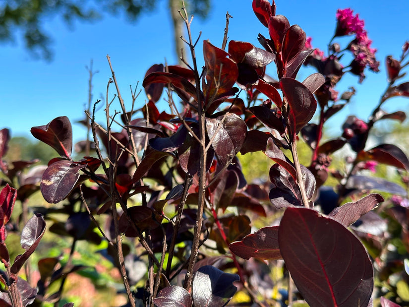 Lagerstroemia indica 'Rhapsody in Pink' 