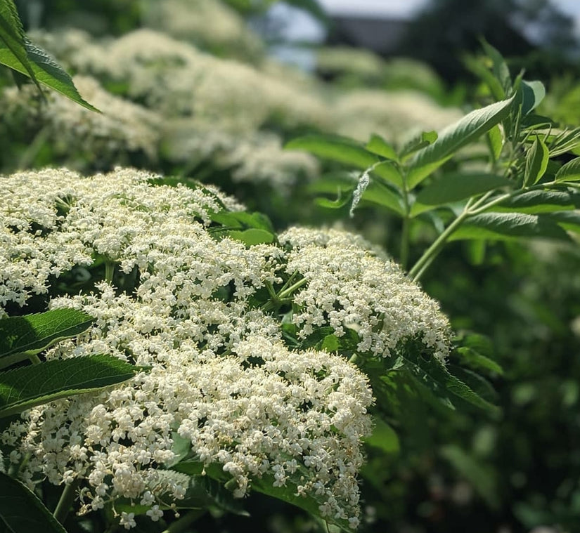 Tuinplanten inheems