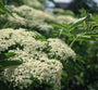 Tuinplanten inheems